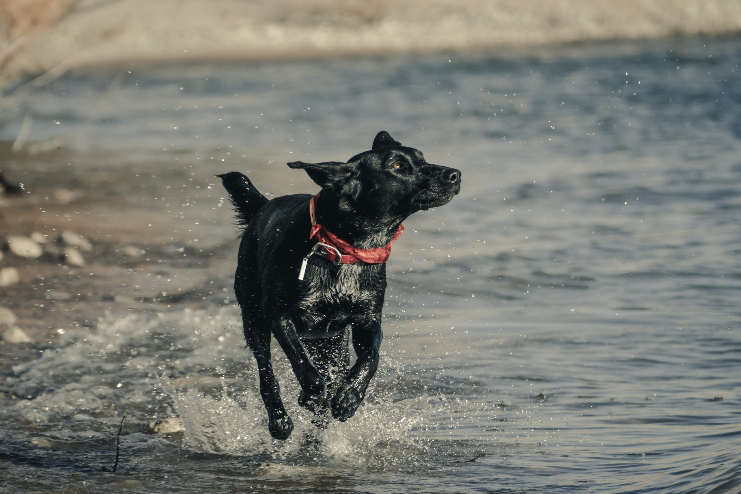 Gun dog-9