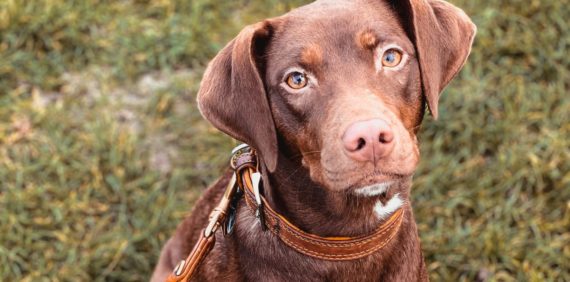 Dog Training Classes