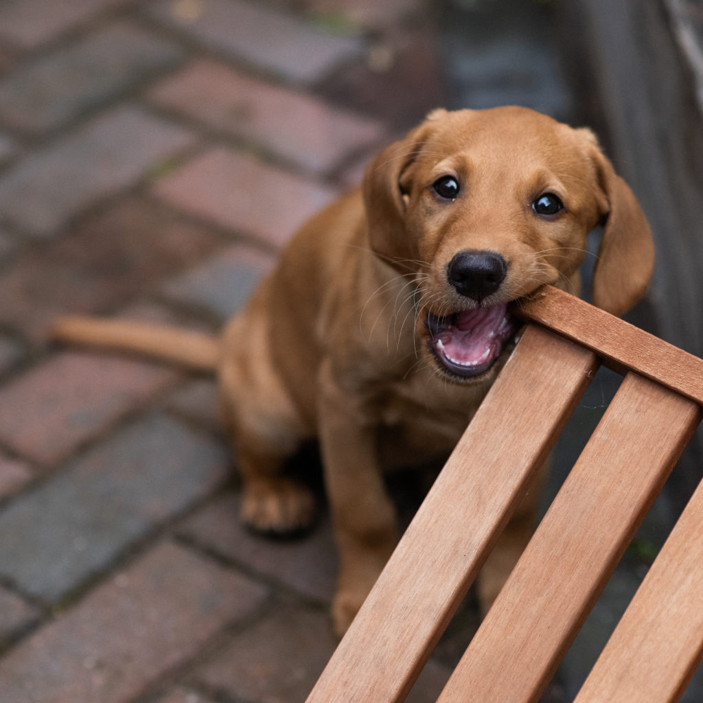 A puppy chews a chair because it hasn't been to puppy classes in leamington spa
