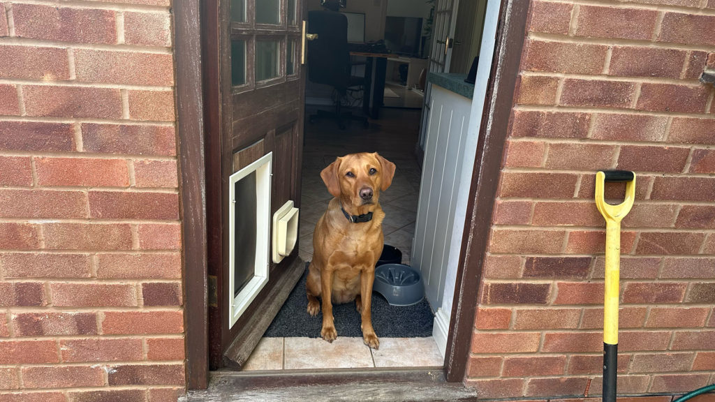 Training a dog to wait at doorways