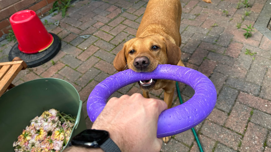 The relationship-building power of tug games
