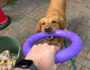 The relationship-building power of tug games