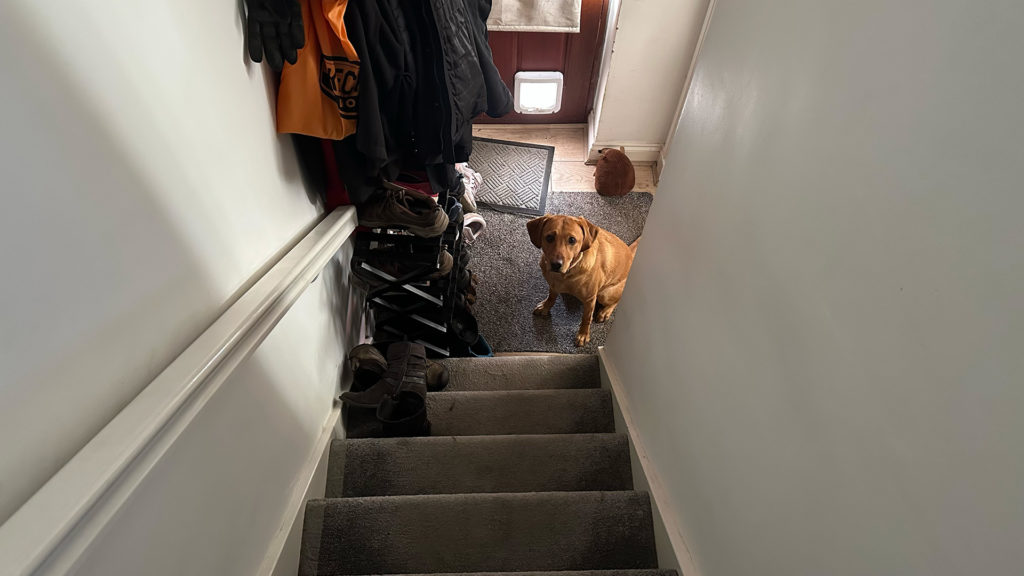 Training a dog to stay downstairs